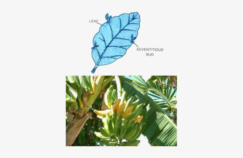 Figure Shows Two Plants Bryophyllum And Banana Tree - Banana, transparent png download