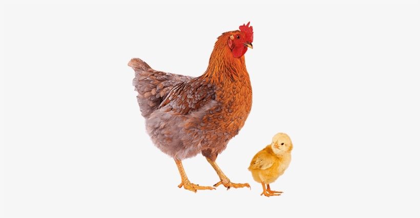Chicken And Baby Chick - Chicken Pet, transparent png download