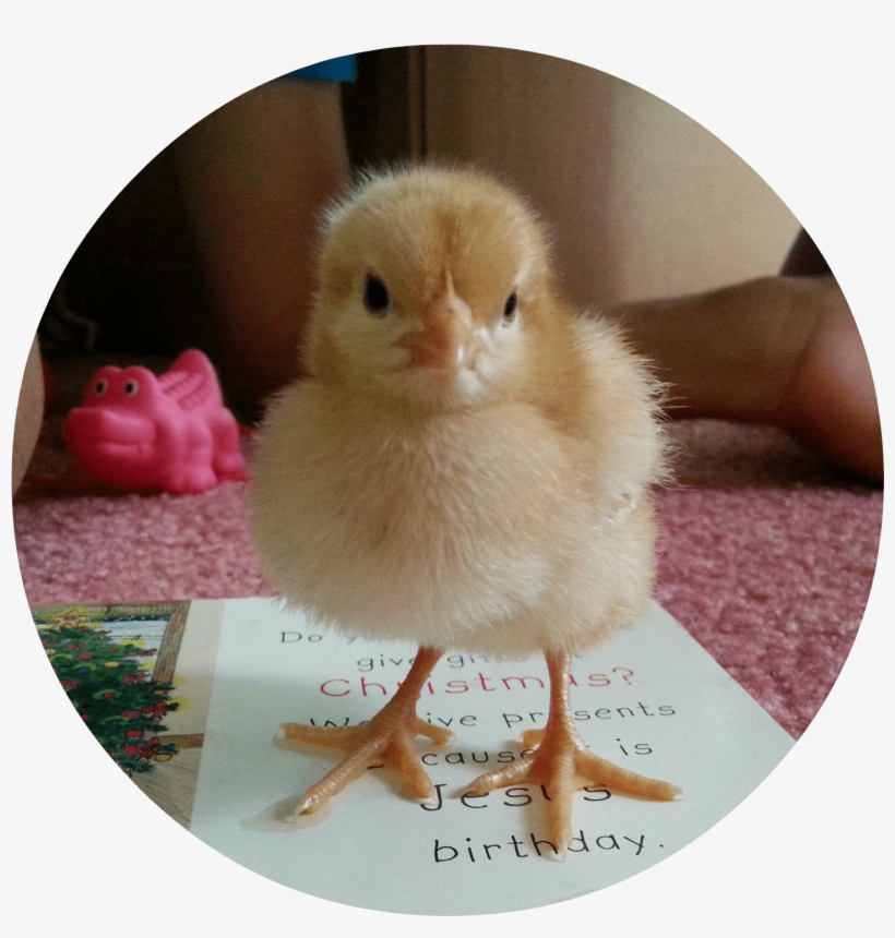 Baby Chicks And Brooder - Do It Yourself, transparent png download