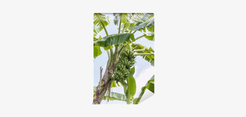 Plantation, transparent png download