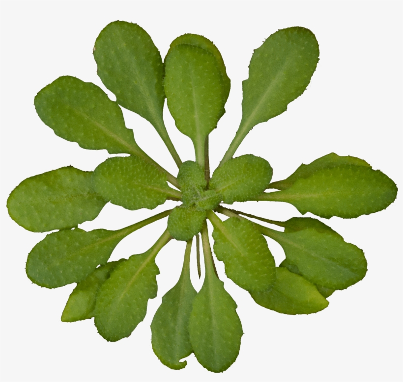 Top View Plants Transparent, transparent png download