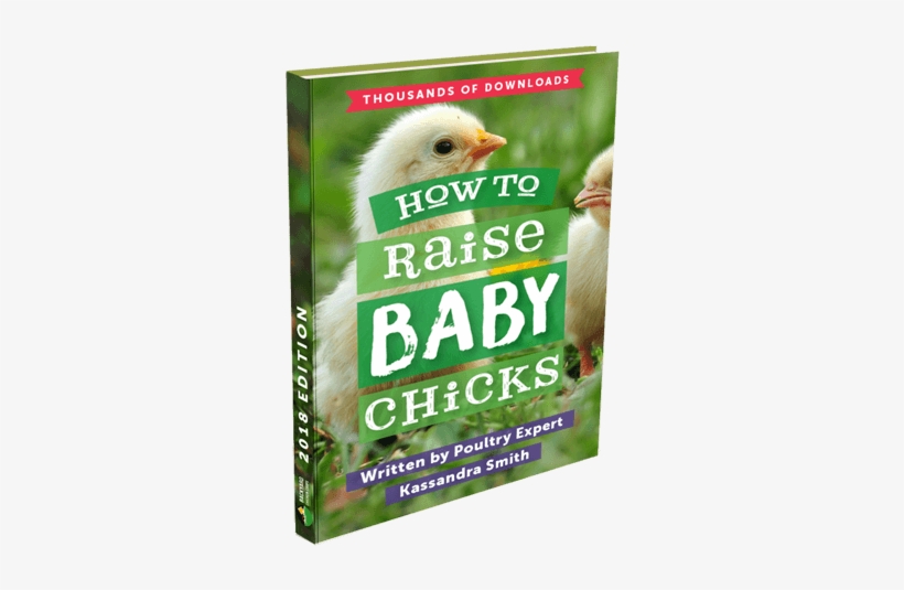 Download Ebook - Chicken, transparent png download