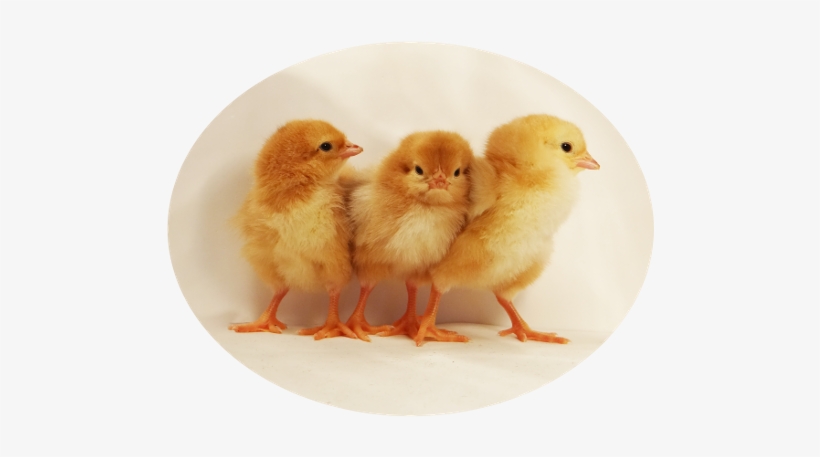 Baby Chick Description - Chicken, transparent png download