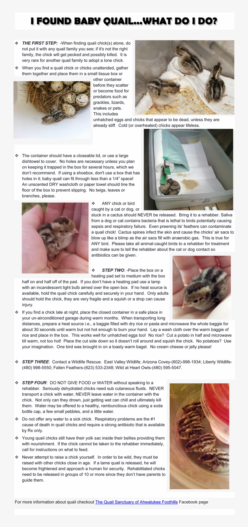 Quail Chicks Resemble Tiny Baby Chickens And Newly - Bakkwa, transparent png download