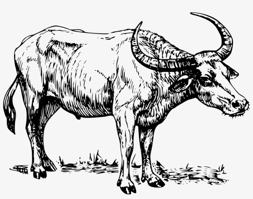 Water Buffalo Cape, transparent png download