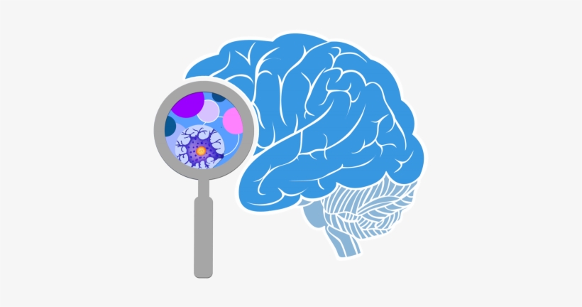 Brain High Quality Png Png Images - Brain Initiative, transparent png download