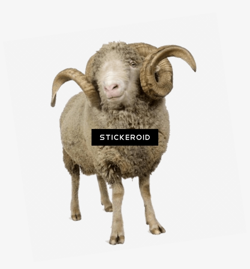 Sheep With Horns Ram Animal Png Image Transparent Png Free Download On Seekpng