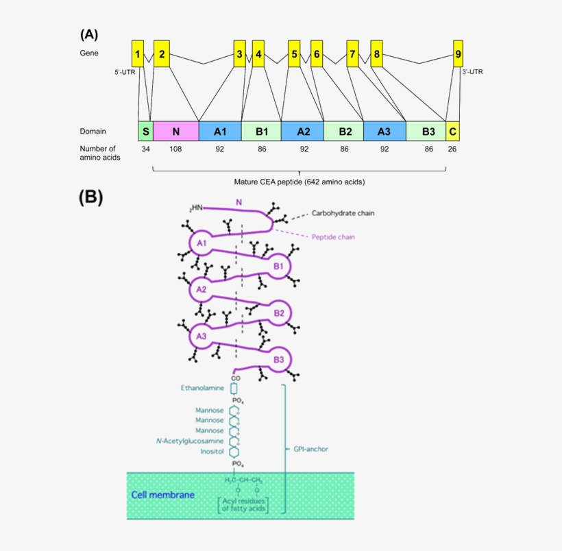 The Gene Structure And Protein Domain Model Of The - Diagram, transparent png download