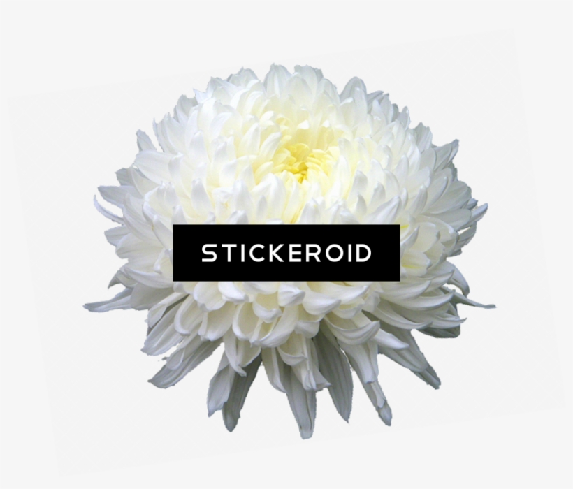 Chrysanthemum Flower - Chrysanthemum Png, transparent png download