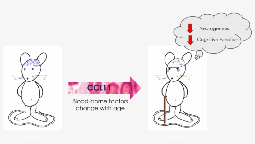 320 × 171 Pixels - Cartoon, transparent png download