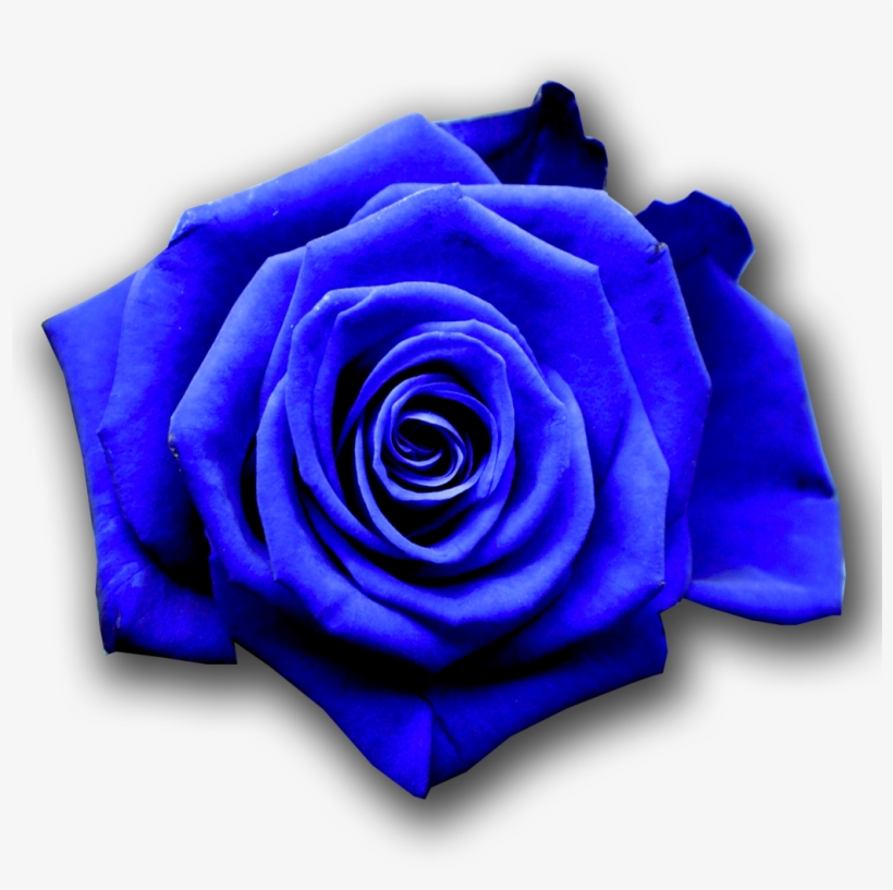 Office Hours - - Game Of Thrones Flowers, transparent png download