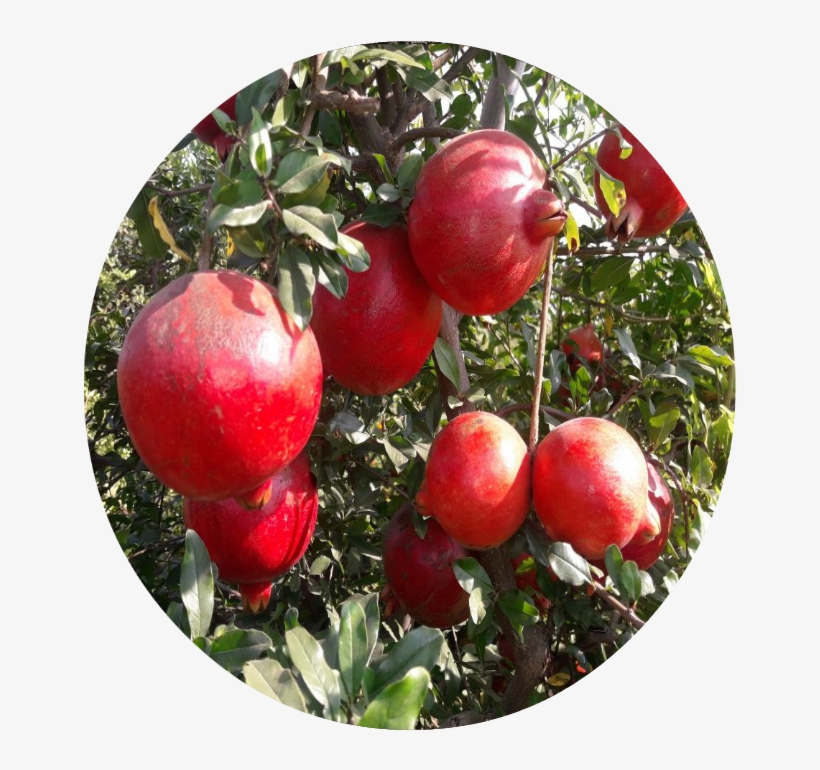 Pomegranates - Pomegranate, transparent png download