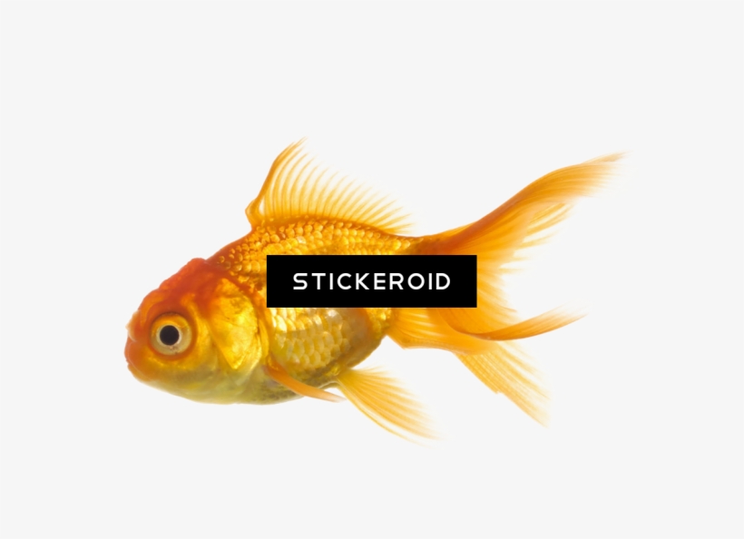 Ocean Fish - Goldfish, transparent png download