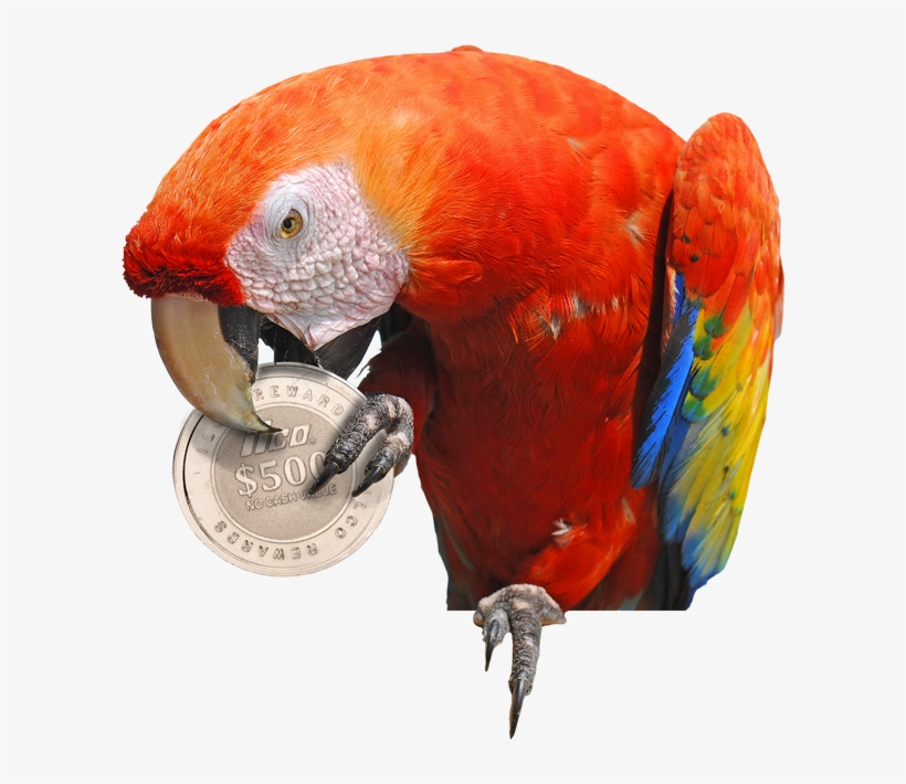 Scarlet Macaw, transparent png download