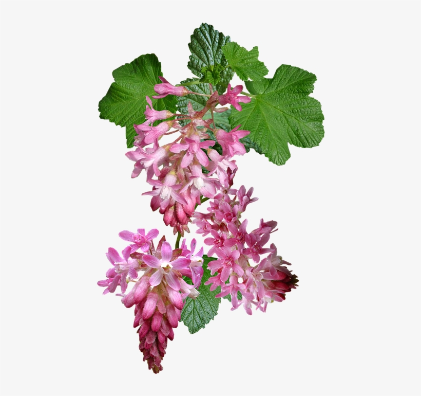 Flowering Currant, Pink, Garden, Bush - Portable Network Graphics, transparent png download