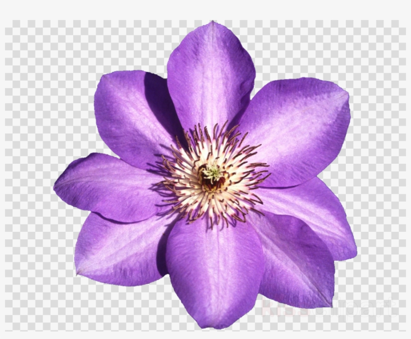 Flower Purple Cosmos Png Clipart Petal Flower - Flower Purple Cosmos Png, transparent png download