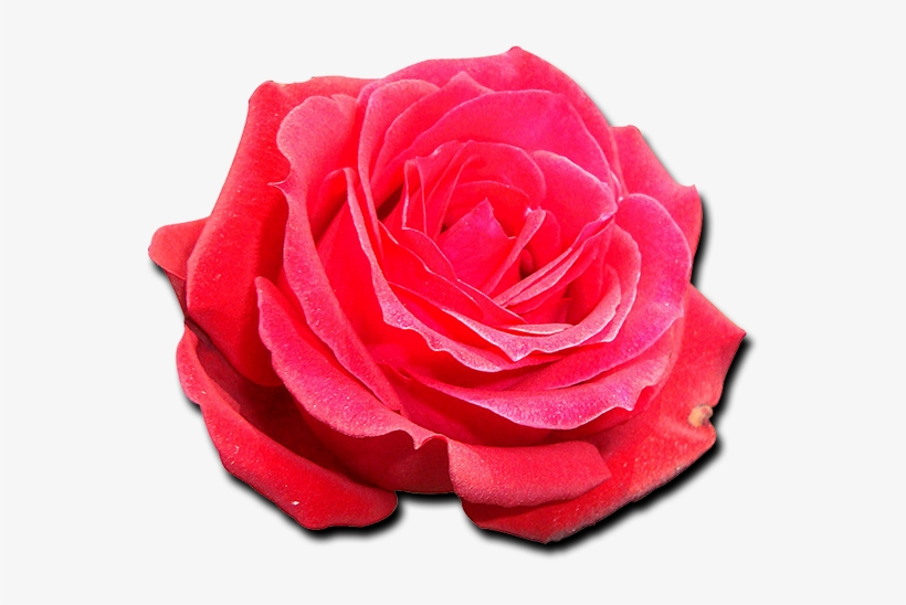 Garden Roses Cabbage Rose - Pi Beta Phi, transparent png download