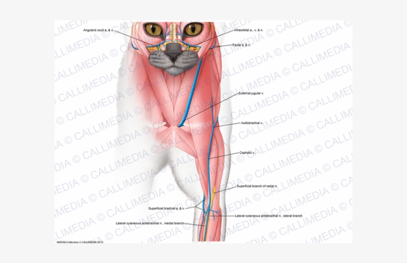 Shoulder Elbow Superficial Muscles - Muscle, transparent png download