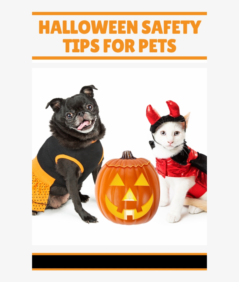 Dog Cat Safety Halloween - Puppies And Kittens Wearing Halloween Costumes, transparent png download