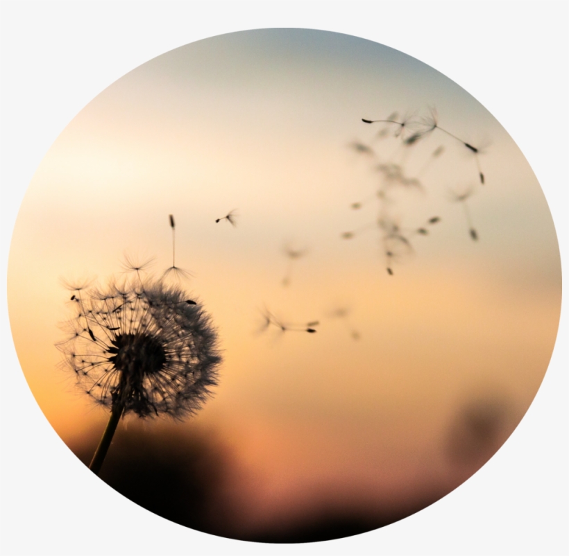 The Dandelion Symbolism PNG Image Transparent PNG Free Download on