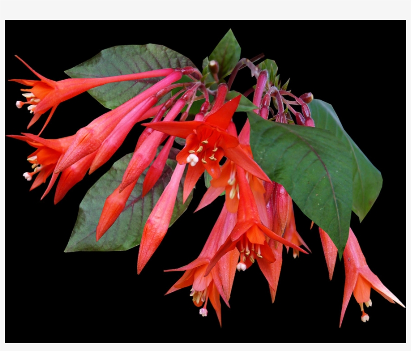 2 - Coral Honeysuckle, transparent png download