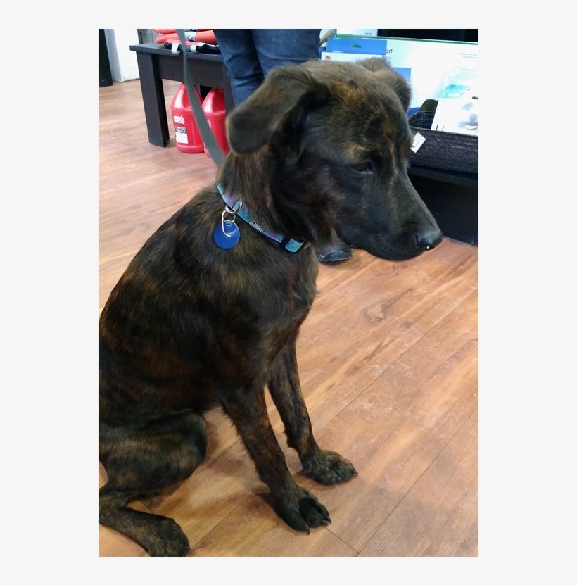 Treeing Tennessee Brindle, transparent png download