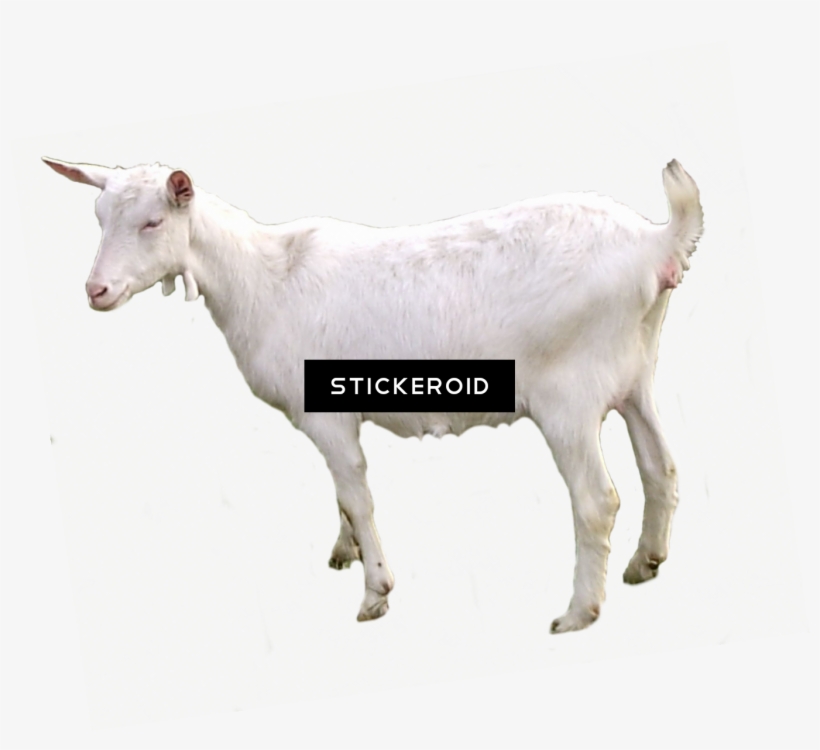Goat Animals - Portable Network Graphics, transparent png download