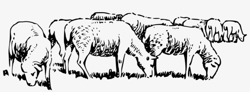 Black Sheep Grazing Goat Pasture - Flock Of Sheep Png, transparent png download