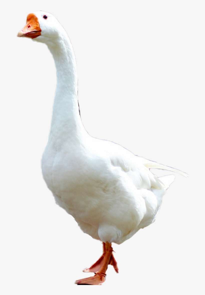 Goose Transparent Picsart Png Library Download - Picsart Photo Studio, transparent png download