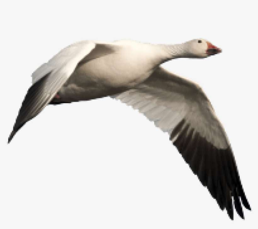 Download Free Png Goose Png Images Transparent - Snow Goose Png