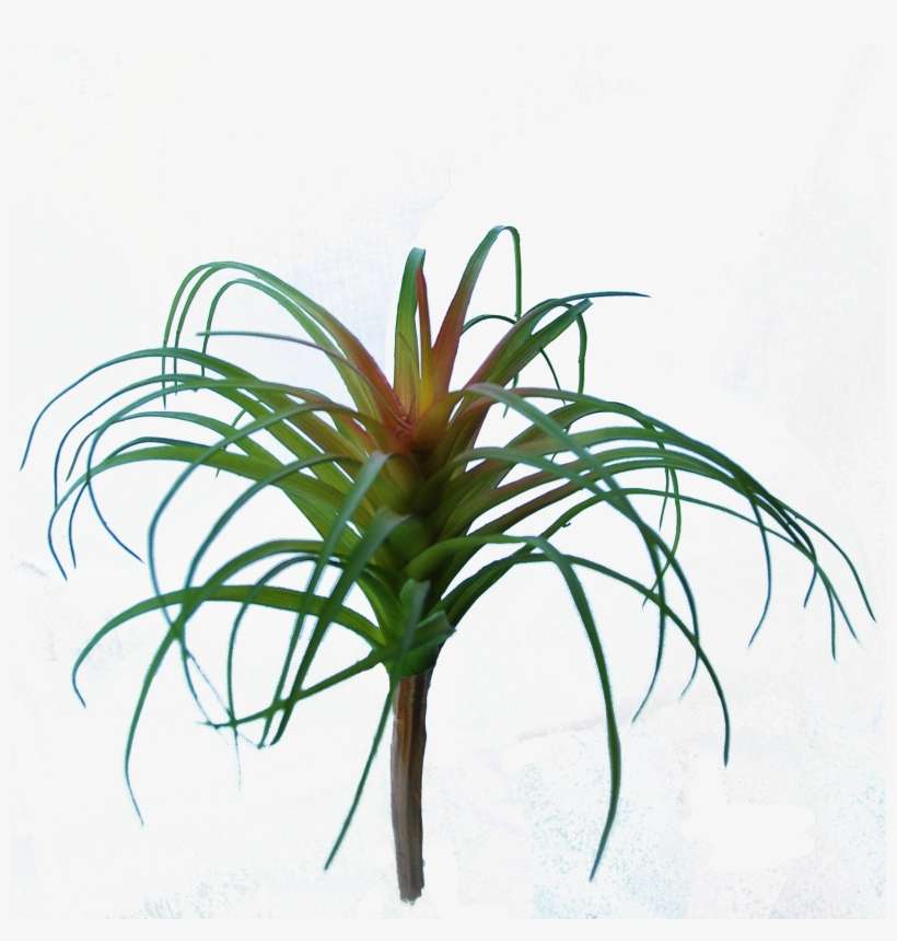 Flowerdutchess Tillandsia Red Green 25 Cm - Tillandsia, transparent png download