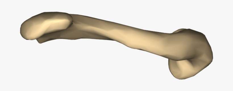 Piseli 240 × 240 - Clavicle Lateral View, transparent png download