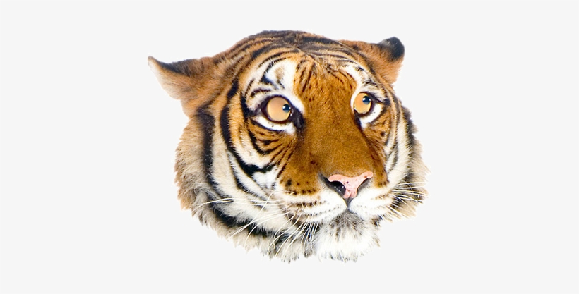 Nervous Grft - Dunrobin Castle, transparent png download