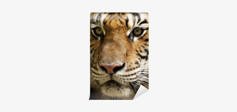 Tiger, transparent png download