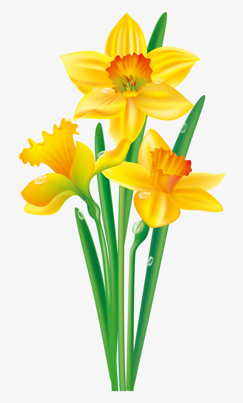 Download Яндекс Фотки Daffodil Clipart Transparent PNG Download