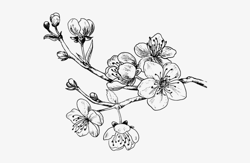 Dibujo De Rama De Cerezo Para Colorear Cherry Blossom - Fiori Di Ciliegio Disegno, transparent png download