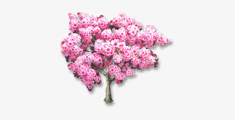 13, August 2, 2016 - Pink Trumpet Tree, transparent png download