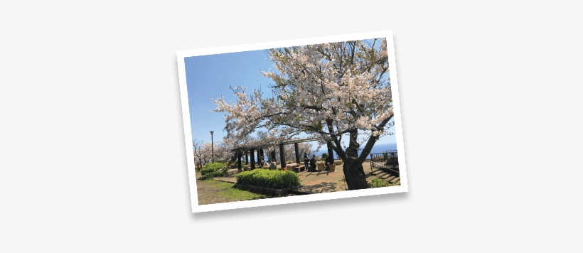 Shonandaira - Cherry Blossom, transparent png download