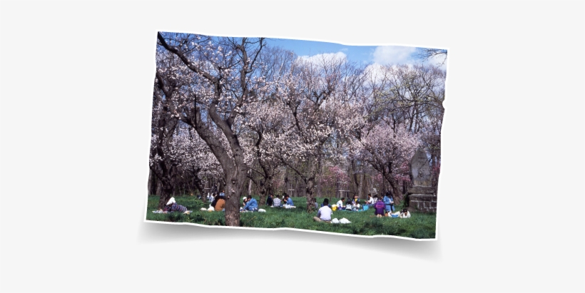 Sapporomaruyama Park - Cherry Blossom, transparent png download