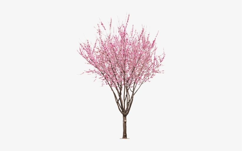 By Https - //www - Eaglecreeknursery - Com/wp Tree - Peach Tree Flower Png, transparent png download