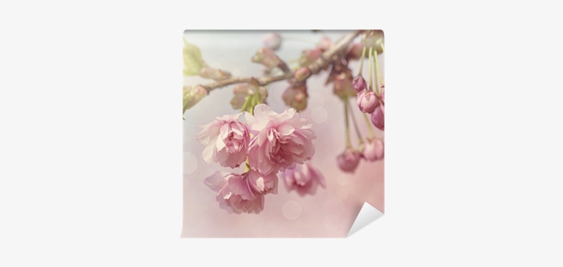 Art Print: Egal's Pink Cherry Blossom Tree, 61x46cm., transparent png download