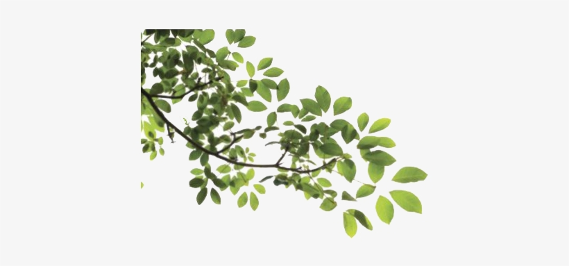 Download Amazing High-quality Latest Png Images Transparent - Tree Branch Png, transparent png download