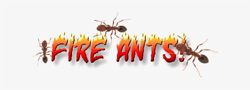 Ants Transparent Little Red - Ant, transparent png download