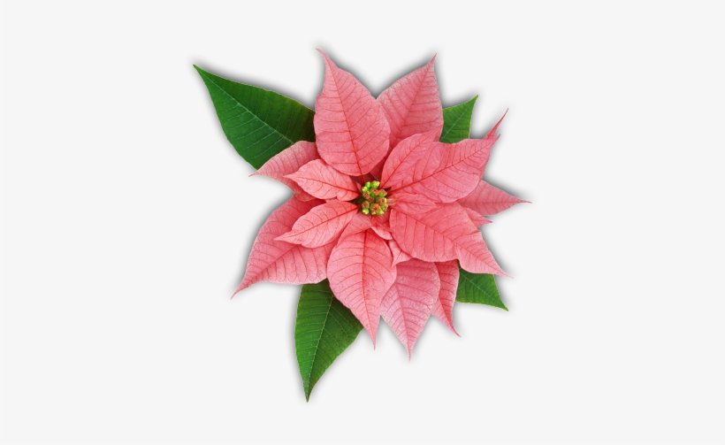 Poinsettia Leaves - Poinsettia Flower, transparent png download