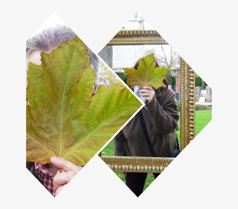 Its Not A Huge Property, But There Is Plenty To See - Maple Leaf, transparent png download