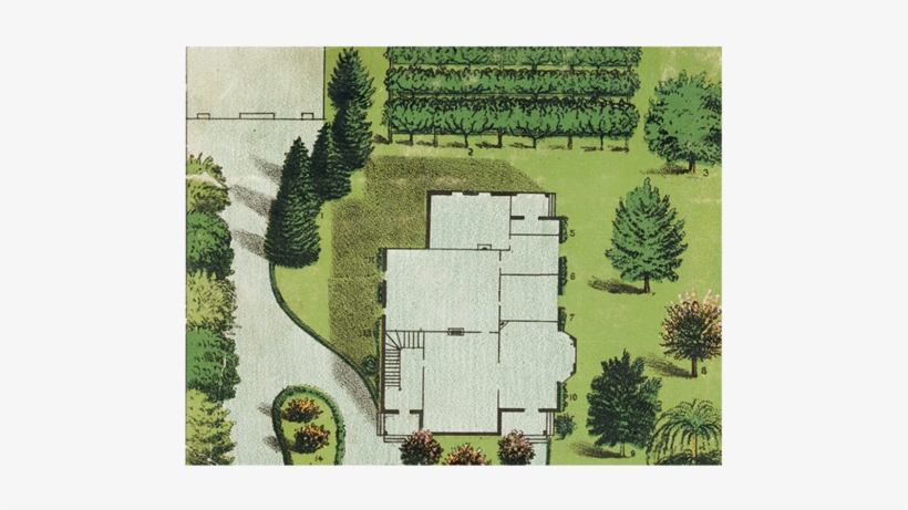 Ornamental Trees - Ornamental Plant, transparent png download