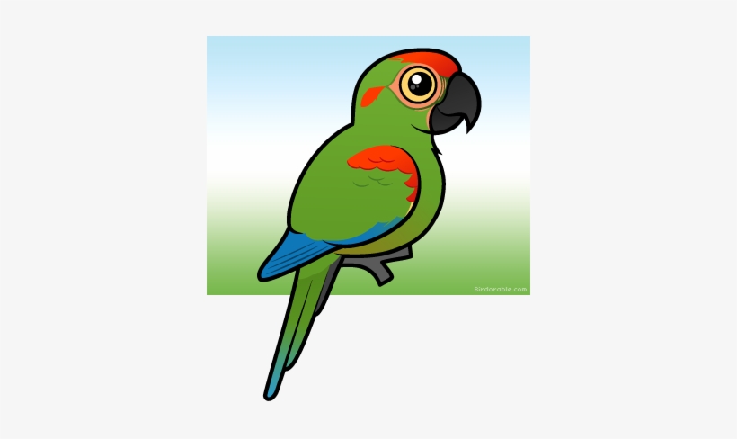 More Products - Draw Cute Scarlet Macaw, transparent png download
