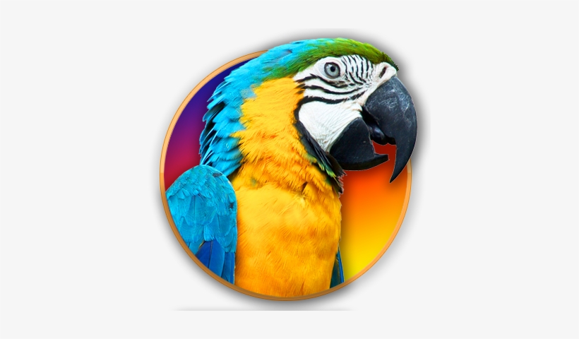 Parrot 1920 X 1280, transparent png download