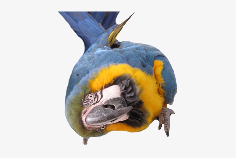 Macaw Body Language, transparent png download