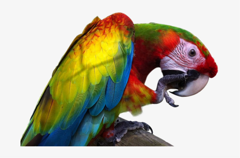Macaw Png Image With Transparent Background - Giant Macaw, transparent png download